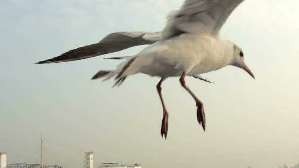 Seagulls 