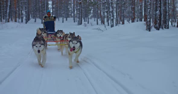 Portrait Husky Dogs are Running in Harness and Driving a Musher