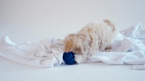 Puppy Playing with a Toy on a Towel on a White Background