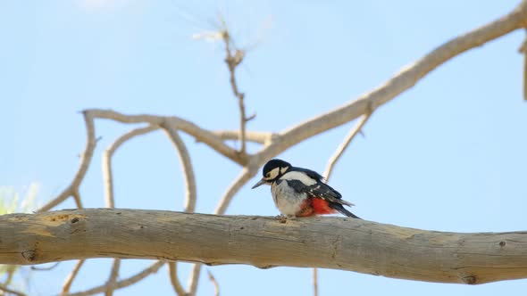 A Great Spotted Woodpecker Tapping Its Beak on a Dry Tree Trunk