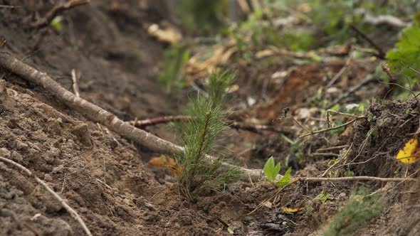 Small Pine Seedlings in Ground. Restoration of Forest Plantations By New Plantings. Young Pine