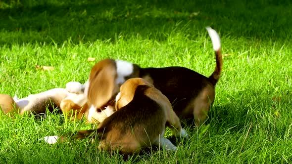 Happy Beagle Dogs in Park. Slow Motion