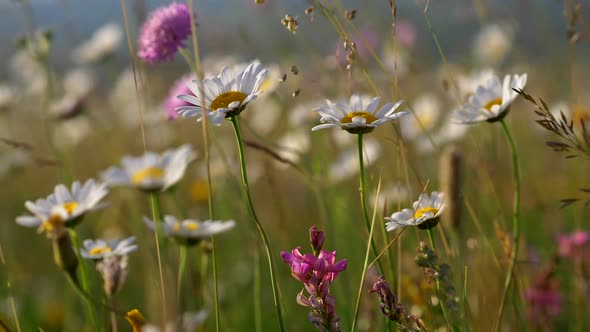 Wild Flowers in the Meadow Are Waving in the Wind. There Are Daisies, Sainfoins and Field Scabiouses