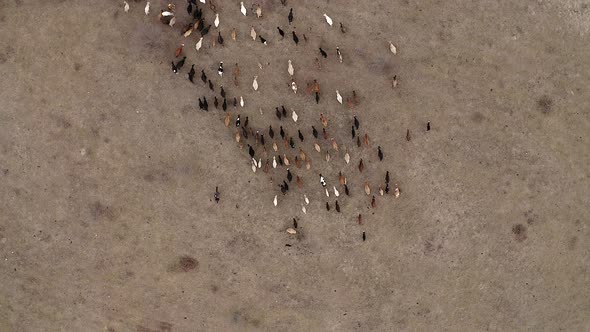 Top down view of herd of cows going on field. Two shepherds riding on horses. Dogs running around