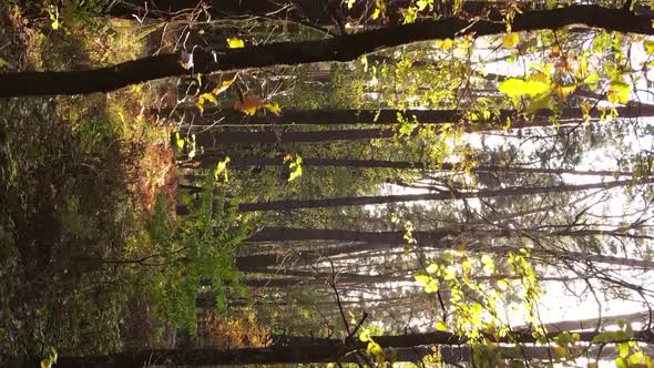 Vertical Video of an Autumn Forest During the Day in Ukraine