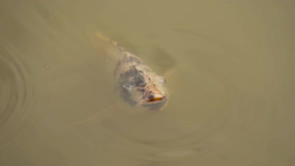 Many fish breathing oxygen and blowing bubbles in pond or lake water surface,