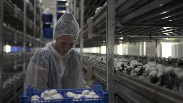 Mushroom Farm of Woman Collects Fresh Harvest and Works at Modern Factory Spbd