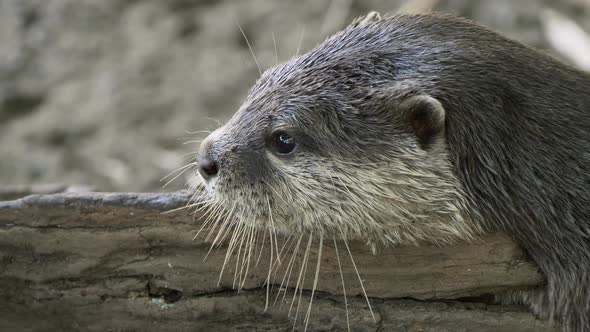 Asian Small-clawed Otter Playing On Wood. - close up