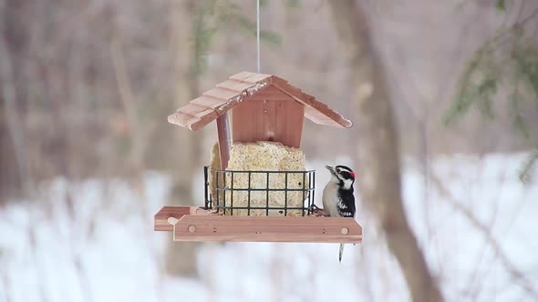 woodpecker feeding in winter woodpecker feeding in winter