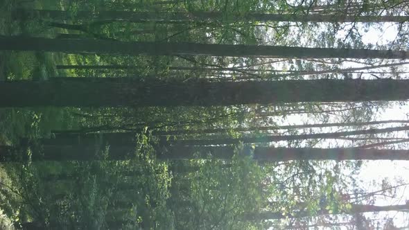 Vertical Video Aerial View Inside a Green Forest with Trees in Summer