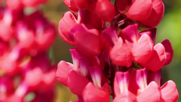 Bumblebee on Red Lupine Flower