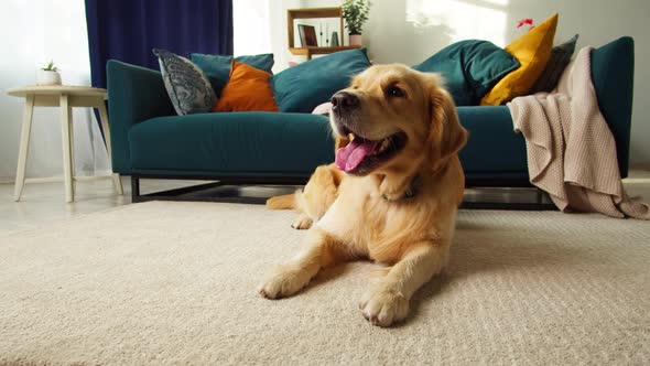 Golden Retriever Closeup