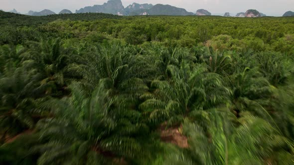 Drone tilt up, view of palm oil plantation, dense forest and mountain islands