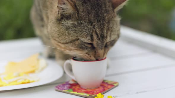 Cat Drinks Milk From a Mug