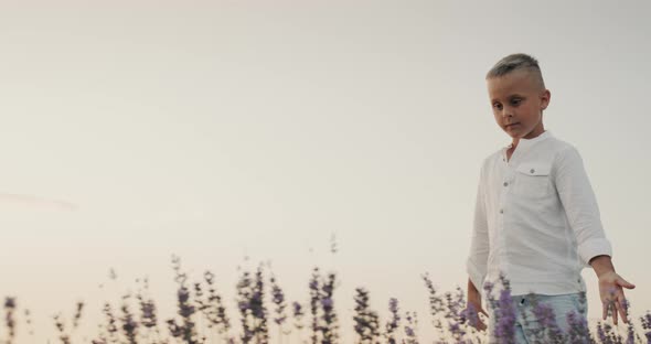 A Boy Walks Along a Field of Blooming Lavender Strokes the Flowers with His Hand