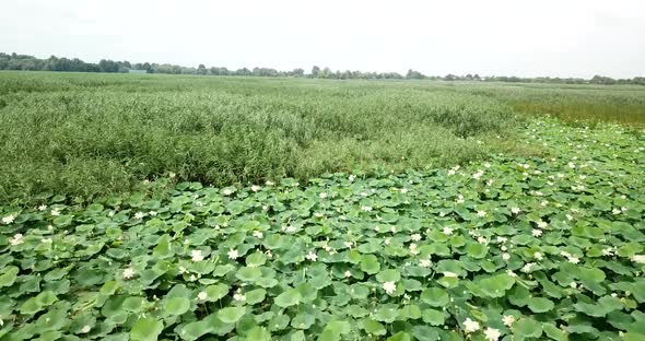 Lake of Lotuses. Pink Lotuses in the Water, Aerial View.