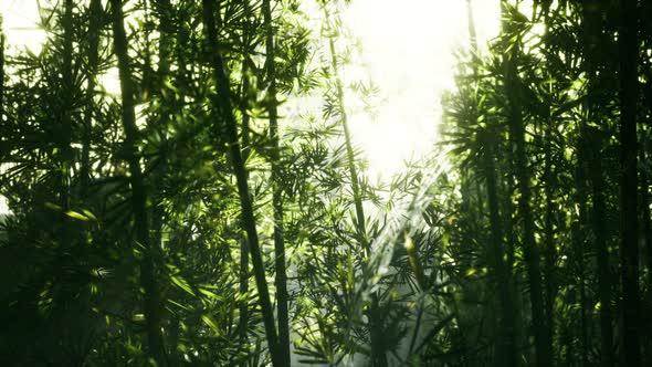 Green Bamboo Leaves in a Light Fog