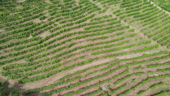 Aerial View of Vineyard Fields on the Hills in Italy Growing Rows of Grapes