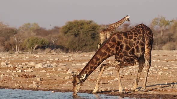 Giraffe Drinking Water - Etosha National Park