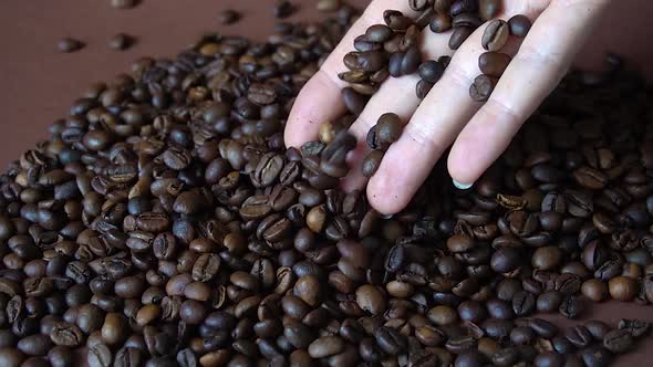 Coffee aromatic grains of coffee sprinkle with a female hand