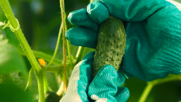 close-up, a farmer's hand in a glove picks a fresh ripe cucumber from a bush. Cucumber harvest in a 