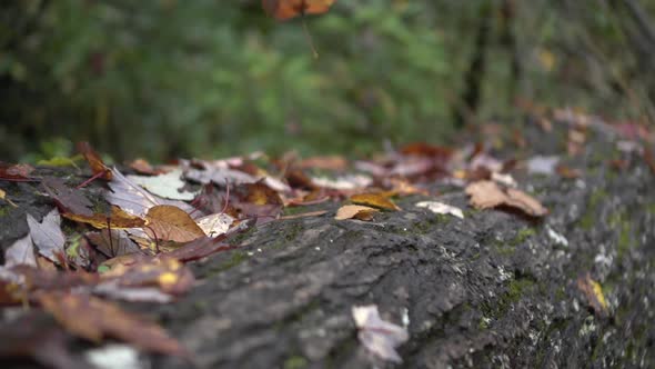 leaves falling on a log