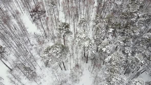 Fly Over the Winter Forest