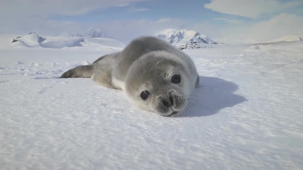Antarctic Cute Baby Weddell Seal Muzzle Closeup