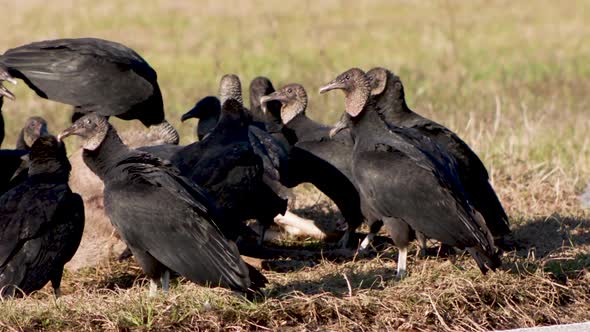 Flock of Black Vultures fight and eat over a dead deer on the side of a highway