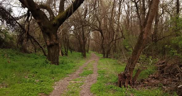 Walkway in the Early Spting Forest, Drone Point of View