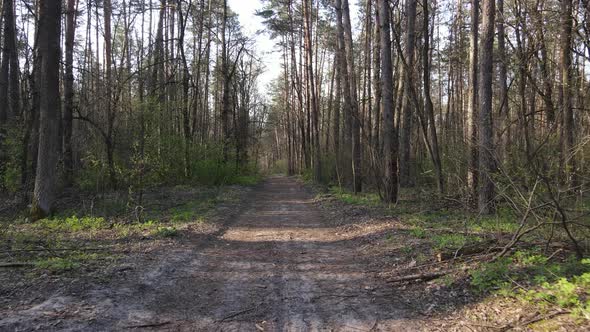 Road in the Forest During the Day Slow Motion