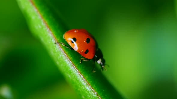 Small Ladybug Sitting on Blade of Grass Against Blurred Background