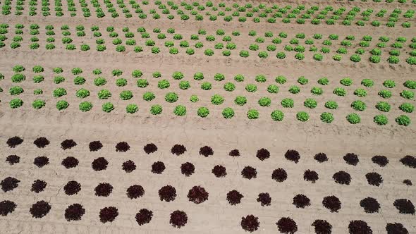 Aerial view of lettuce agriculture in Correze, France.