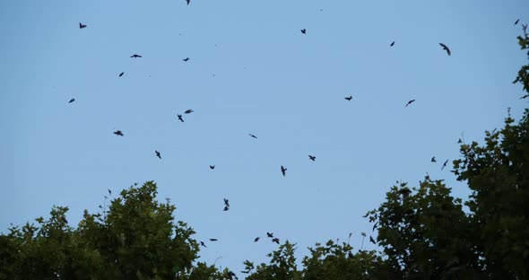 Flock of birds, Starlings (Sturnus vulgaris) surrounding their sleeping tree. France