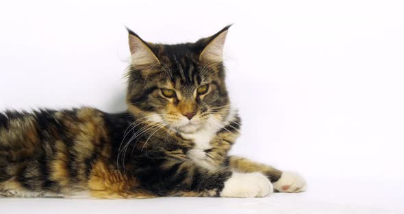Brown Tortie Blotched Tabby and White Maine Coon Domestic Cat, Female laying Normandy in France,