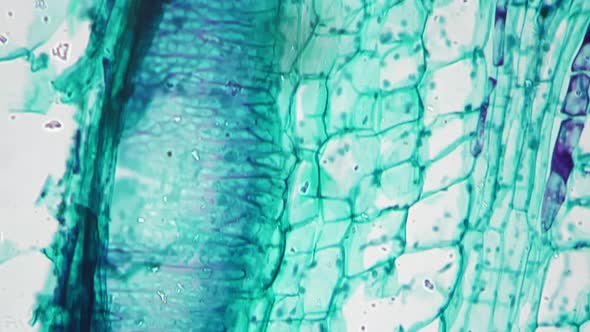 Stem of Cucurbita Moschata Under Microscope 400x Against Bright Field