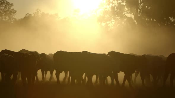 Cows walking freely in a dusty field at sunrise with a cowboy riding a horse in the background