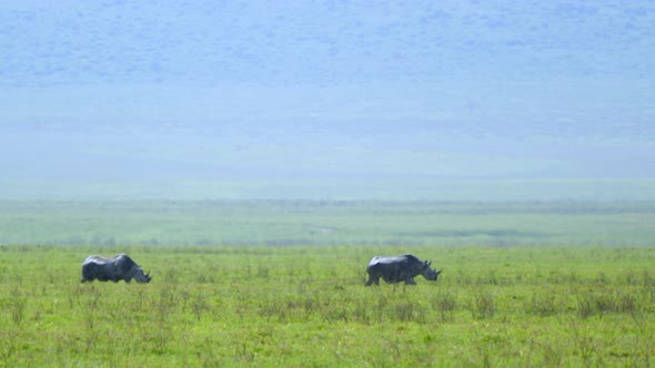 Two Rhino Walks Through Green Meadow of the Ngorongoro Volcano Crater