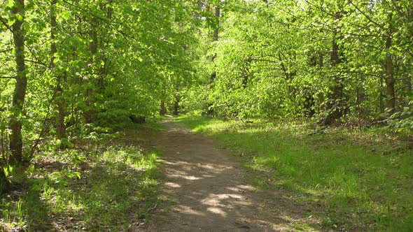 Beautiful Green Woods at Sunny Day alt
