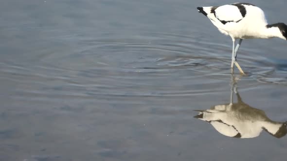 Pied Avocet Bird Feeding