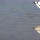 Pied Avocet Bird Feeding - VideoHive Item for Sale
