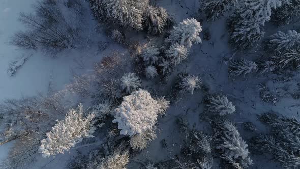 Tree Tops Of Snowcovered Pine Woods In The Town Of Zakopane In South Poland. aerial