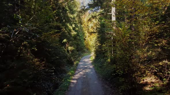Path in the Styrian Forest. Hiking Trail Surrounded By Trees.