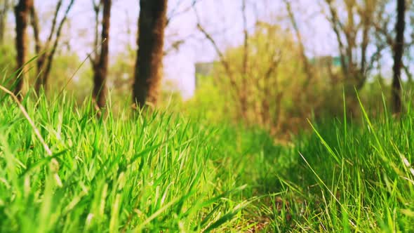 Close Up Camera Moving Through the Green Grass