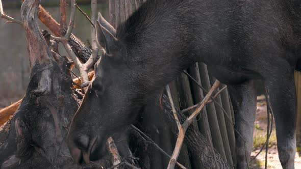 Female Moose eating bark from a branch, on a sunny day - Alces alces - Static view