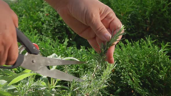 Female Hand Is Taking Fresh Green Rosemary From the Bush with the Scissors