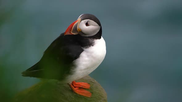 Wild Atlantic Puffin Seabird in the Auk Family in Iceland