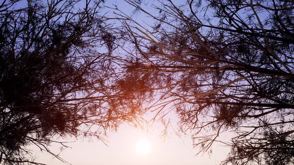 Sunset Sky and Branches Swaying in Wind