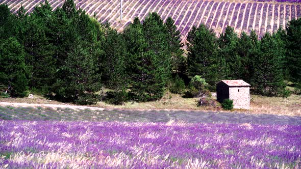 Provence Landscape with Lavender Fields,  France