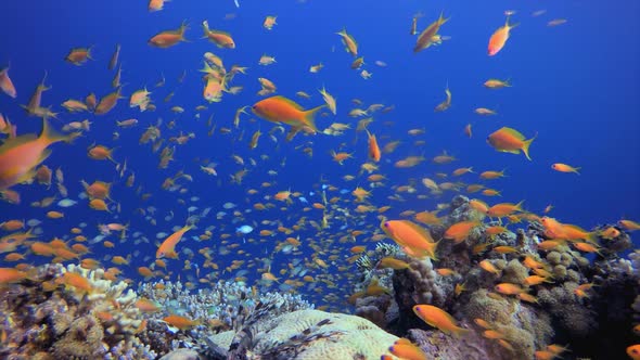 Tropical Fish Coral Marine Reef